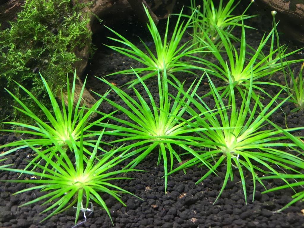 Eriocaulon Shiga