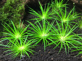 Eriocaulon Shiga - photo 1
