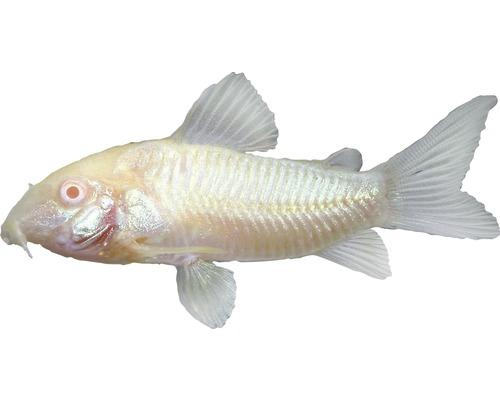 Albino Peppered Corydora