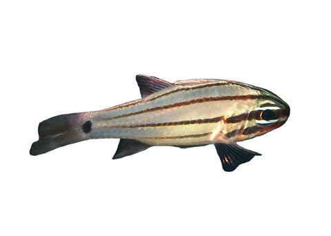 4 Lined Cardinal - Apex Aquatic4 Lined Cardinal