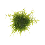 AquaLabs Moss - photo 4
