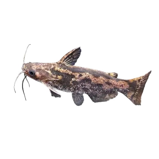 Driftwood Catfish