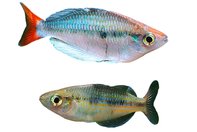 Kali Tawa Rainbow