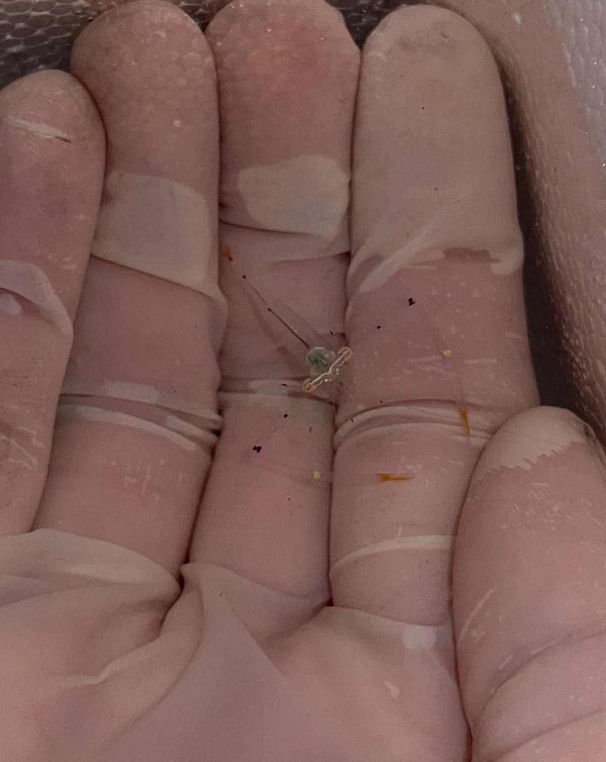 Helicopter shrimp
