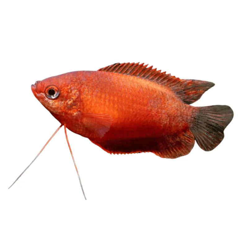 Dwarf Red Honey Gourami
