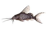 Featherfin Synodontis Catfish - photo 1
