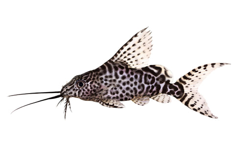 Featherfin Synodontis Catfish