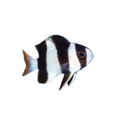 Tuxedo Damsel