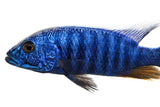Electric Blue Cichlid - photo 2