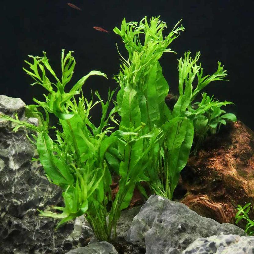 Crested Java Fern