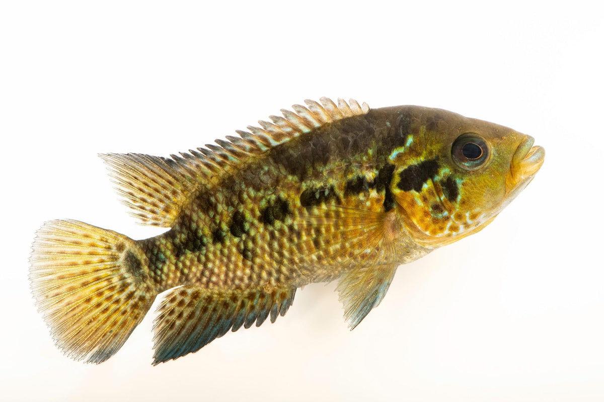 Jaguar Cichlid