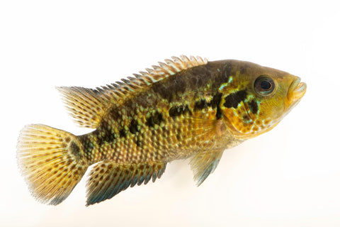 Jaguar Cichlid
