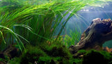 Thin Vallisneria - photo 2