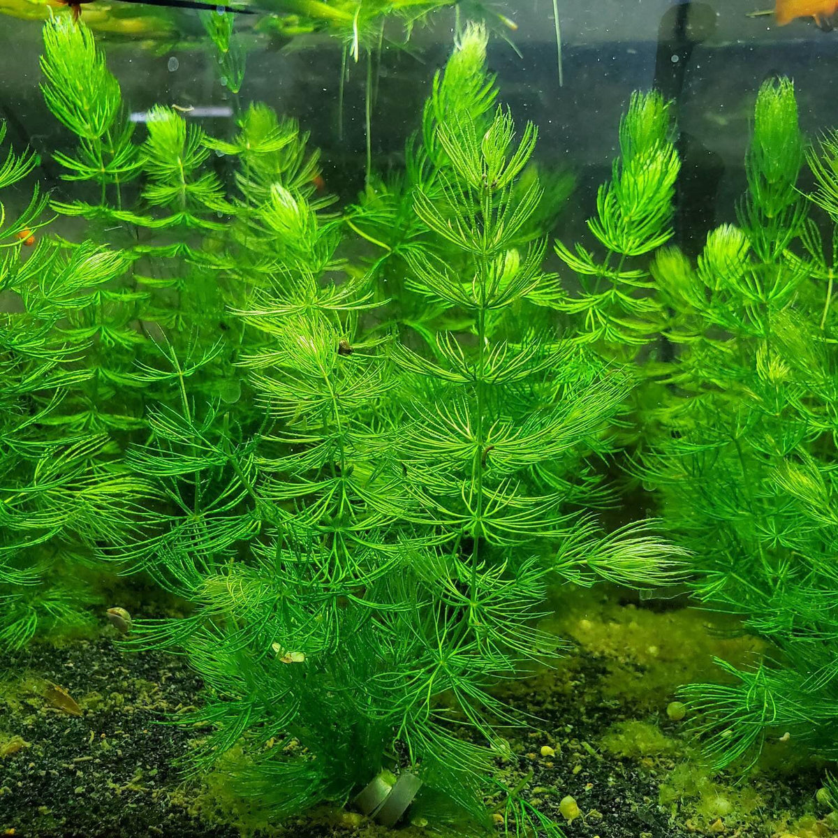 Foxtail