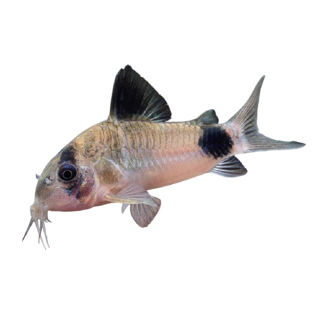 Panda Corydoras