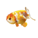 Ranchu Goldfish - photo 2