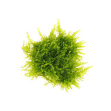AquaLabs Moss - photo 2