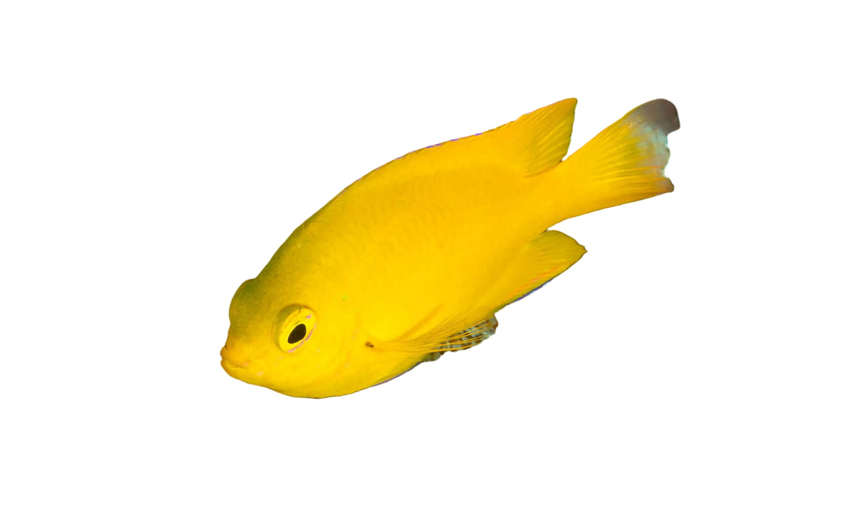 A small bright yellow fish swimming among branching coral structures with mottled blue, brown, and white tones underwater.