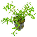 Ludwigia Brevipes - photo 1