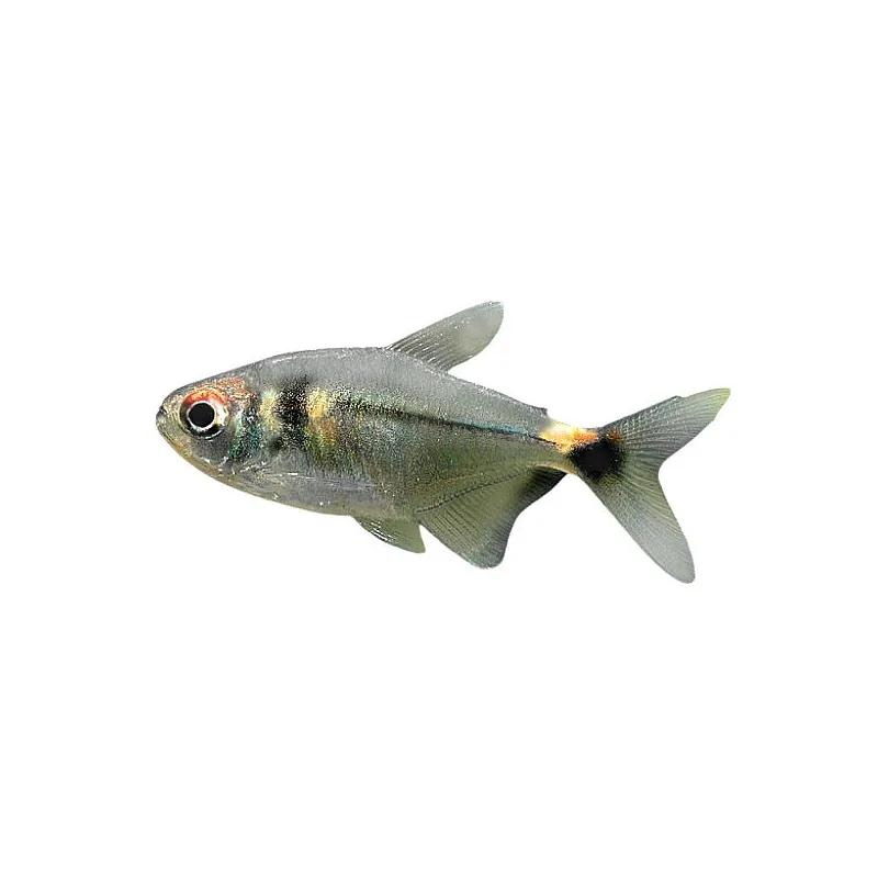 Red Tail Hokey Tetra
