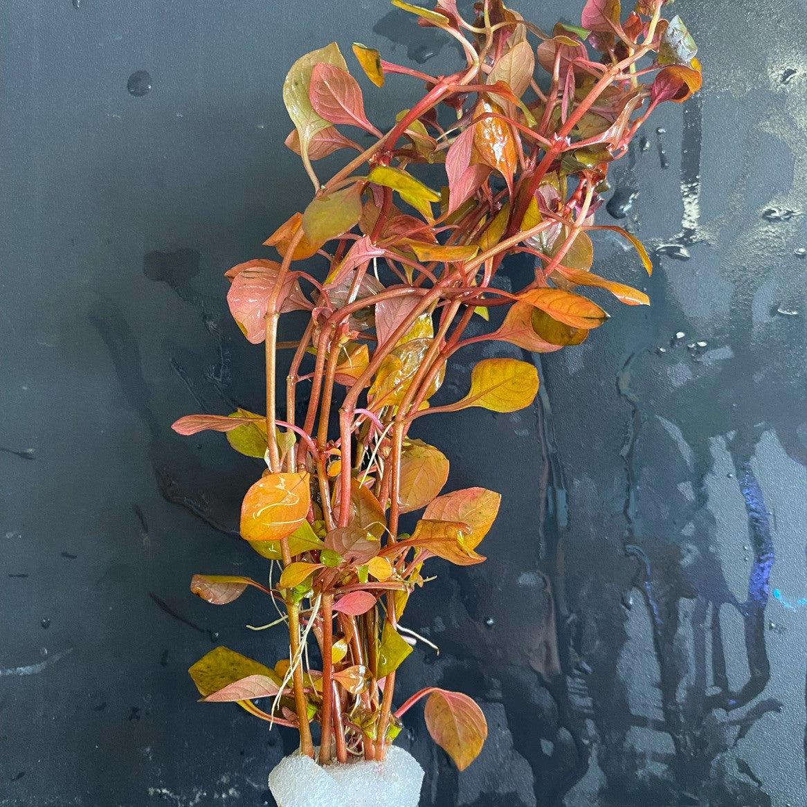 Ludwigia Natans