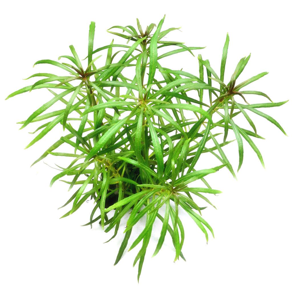 Pogostemon stellatus 'Octopus'