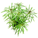 Pogostemon stellatus 'Octopus' - photo 1