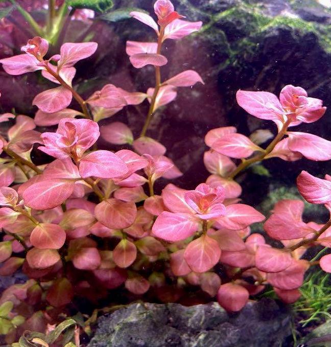 Ludwigia Ovalis
