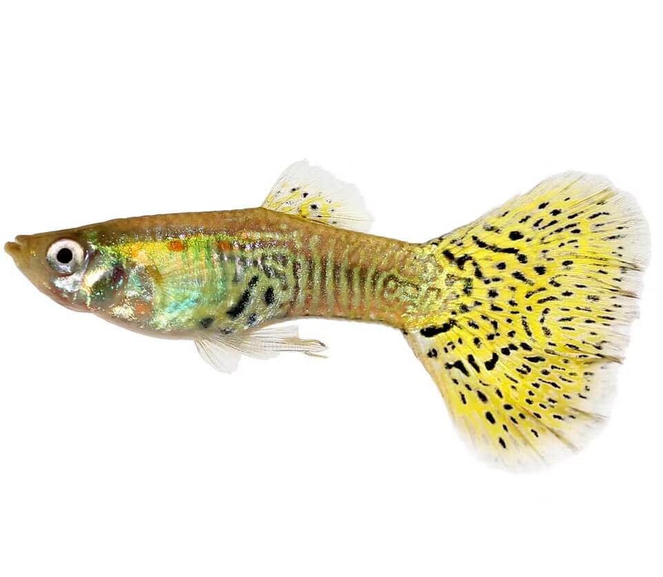 Dumbo Ear Cobra Guppy
