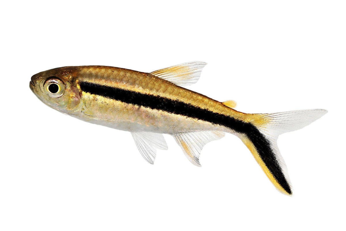 Penguin Tetra
