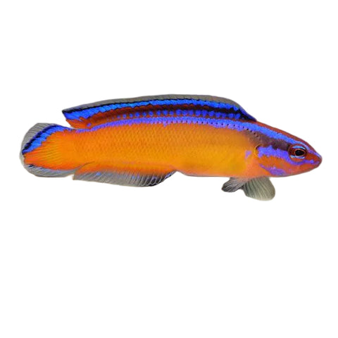 Neon dottyback