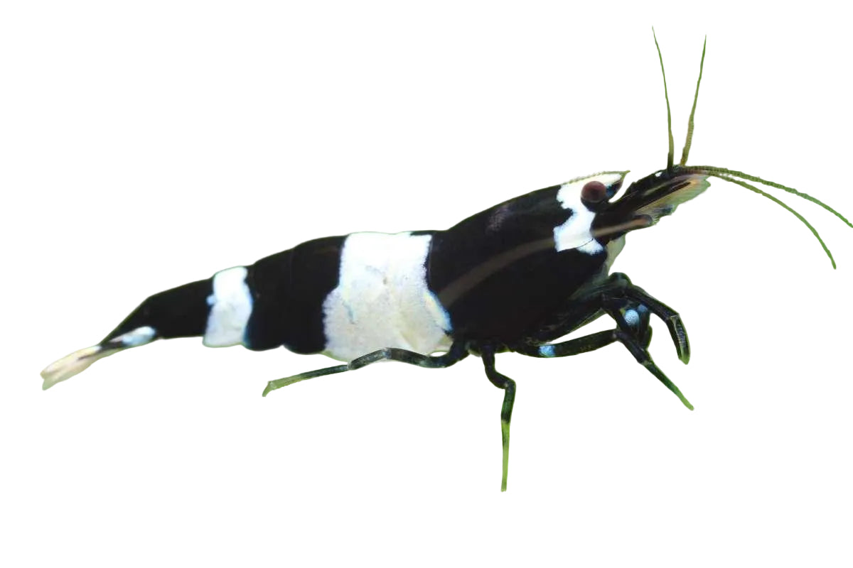 Shadow Panda Shrimp