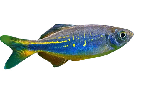 Giant Danio