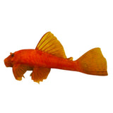 Super Red Bristlenose Catfish - photo 2