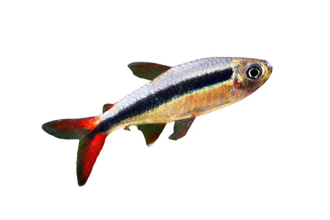 Red Tail Hokey Tetra