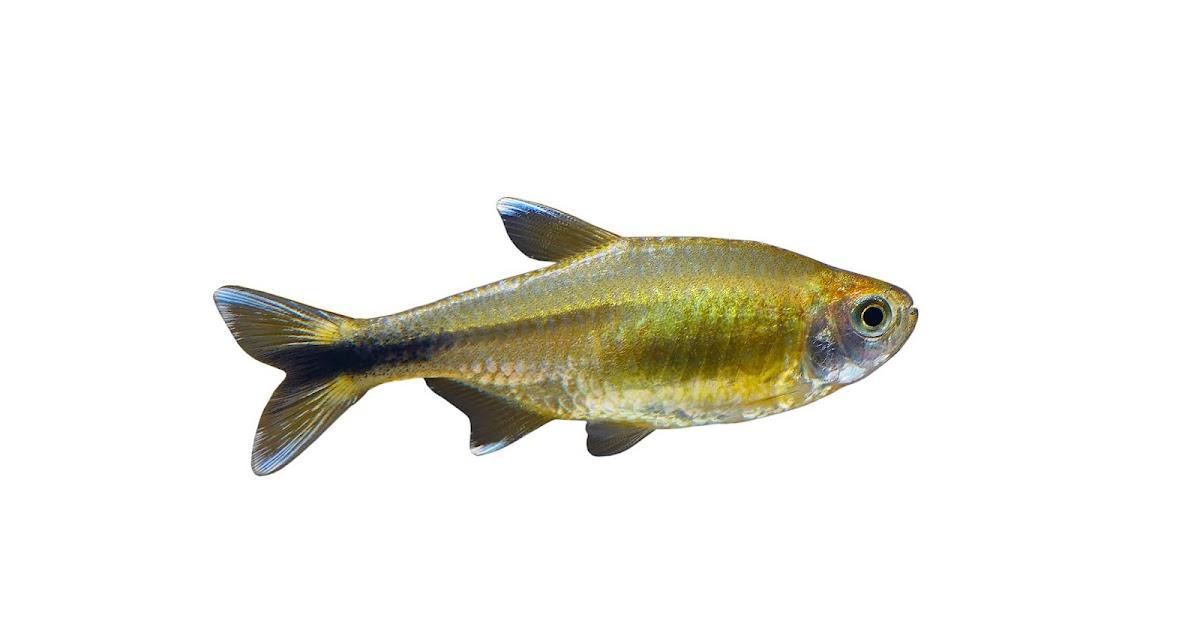 Veilfin Tetra