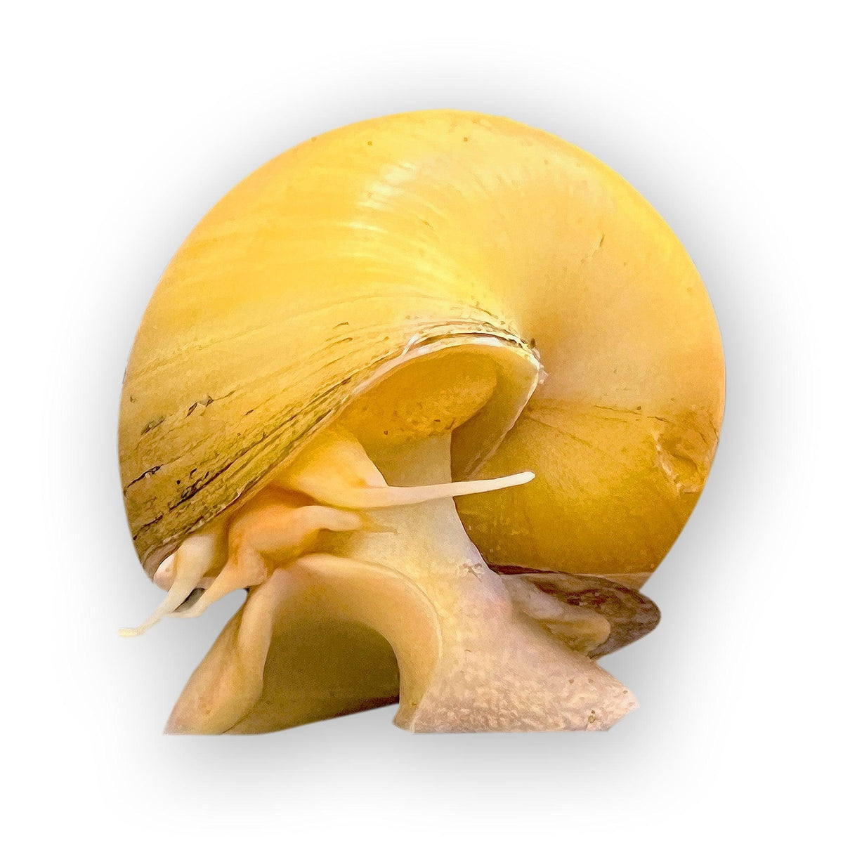 Assorted Mystery Snail