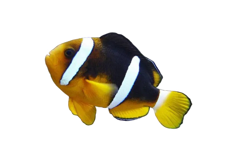 Clarkii Clownfish