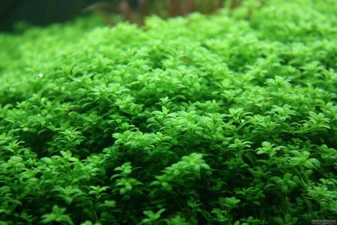 H.C Cuba