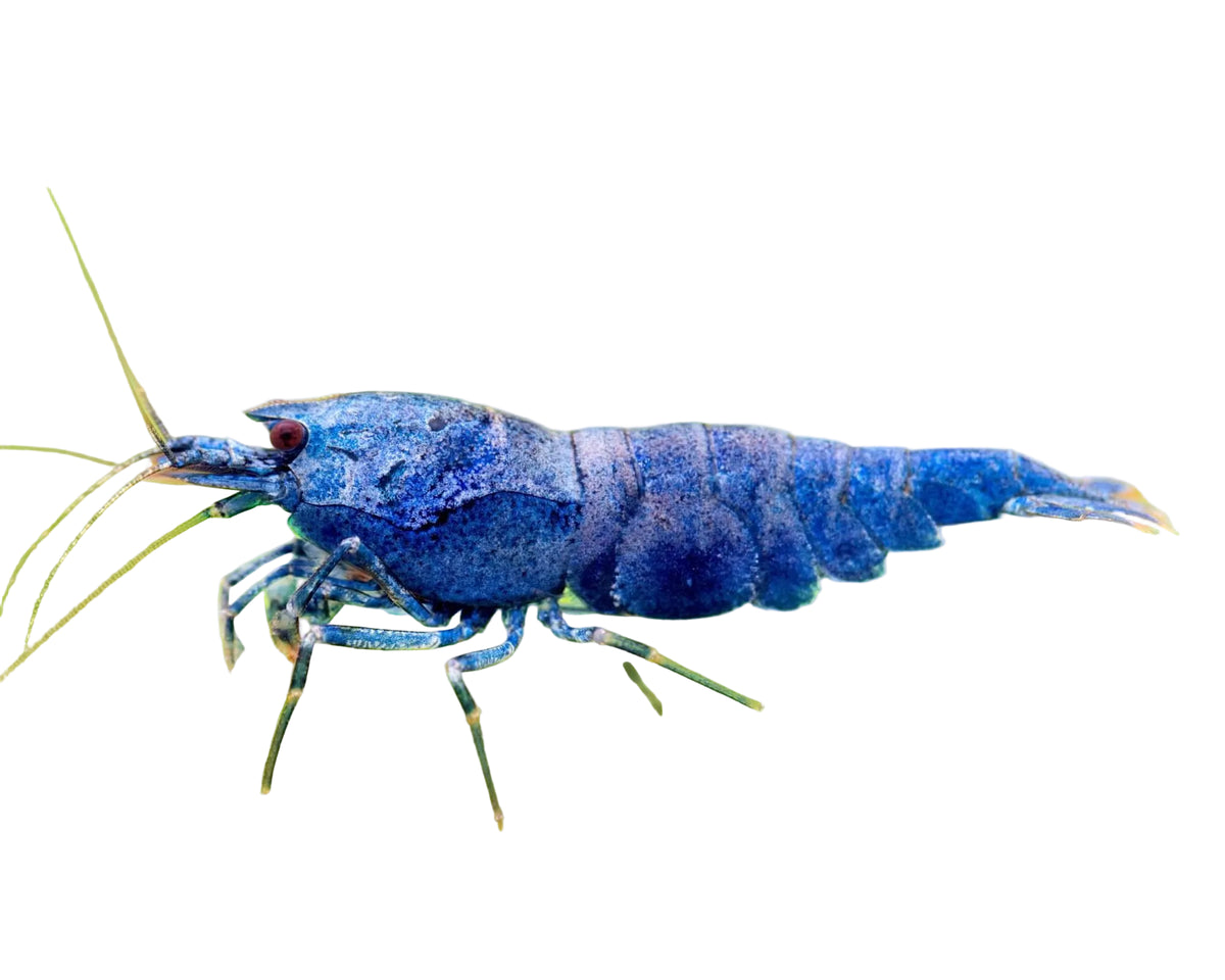 Deep Blue Bolt Shrimp