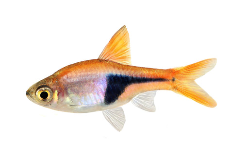 Harlequin Rasbora