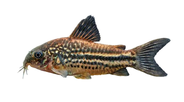 A small catfish with a brown and black striped pattern, shown in profile against a solid black background.