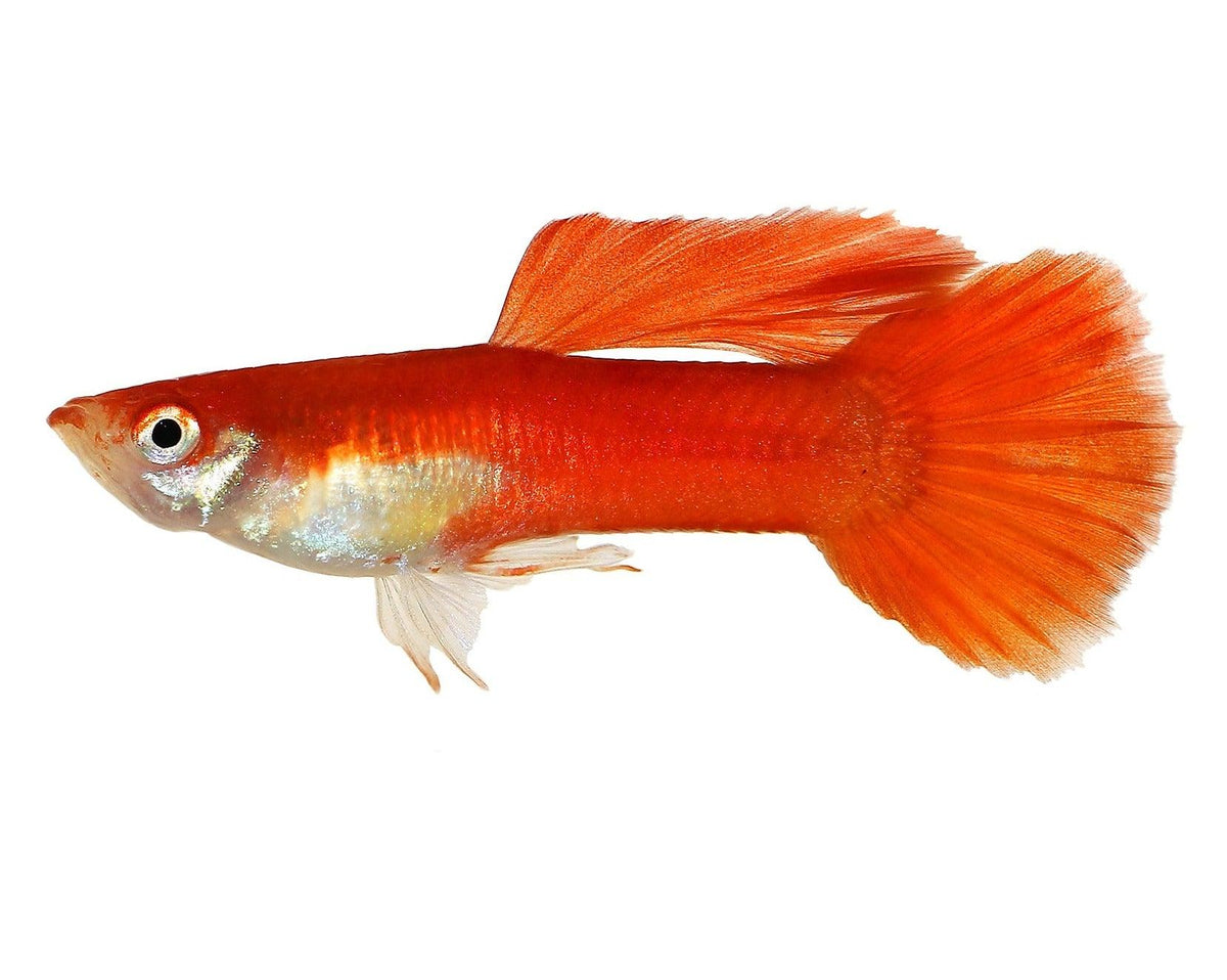 Red Topaz Guppy (Pair)