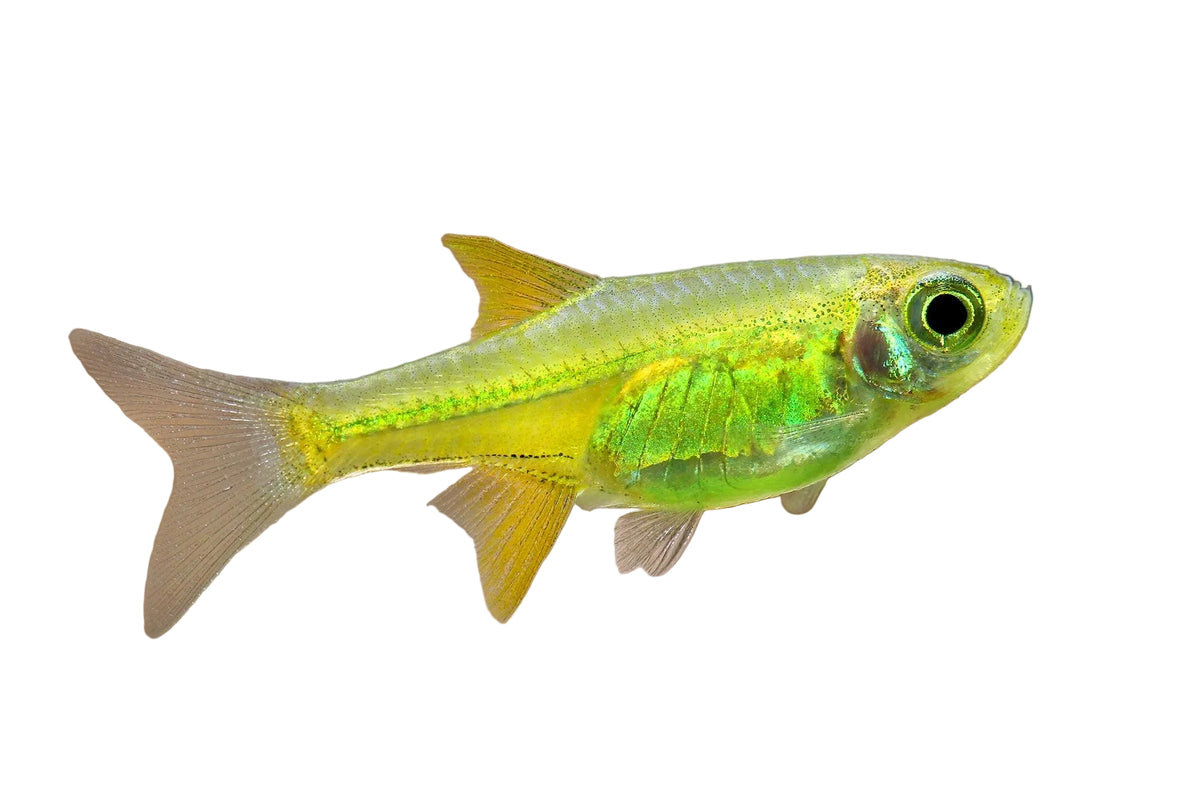 A small live aquarium fish, Rasbora swimming horizontally against a soft, blurred brown and green background.