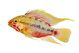 Apistogramma Hongsloi (Type 2) - photo 1