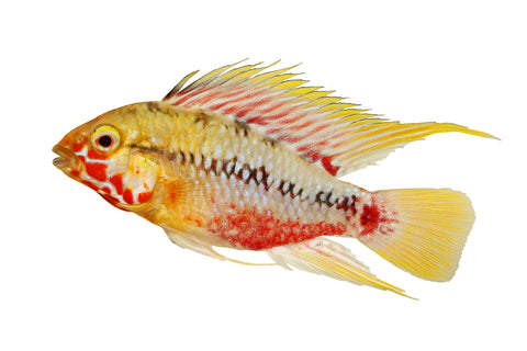 Apistogramma Hongsloi (Type 2)