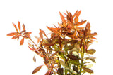 Ludwigia Brevipes - photo 2