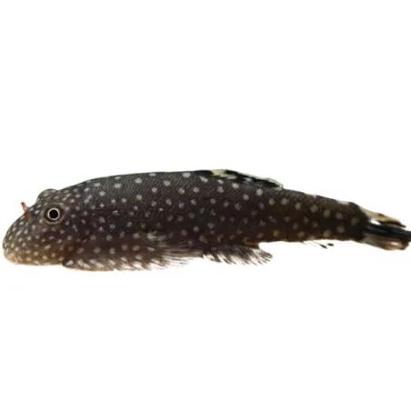 Borneo Loach (Gastromyzon punctulatus)
