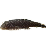 Borneo Loach - photo 1