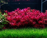 Rotala Blood Red - photo 2